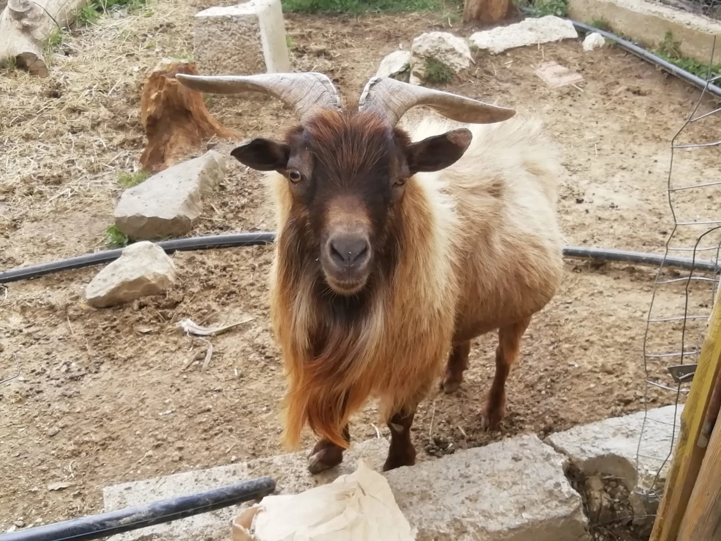 Asinelli